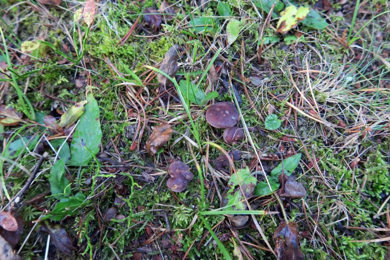 Calocybe onychina 1 - campo